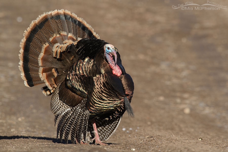 Tom Wild Turkey strutting in spring, West Desert, Tooele County, Utah
