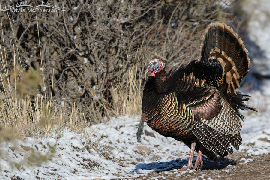 Displaying Wild Turkey tom, West Desert, Tooele County, Utah