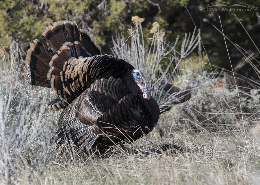 Wild Turkey tom displaying in spring, West Desert, Tooele County, Utah