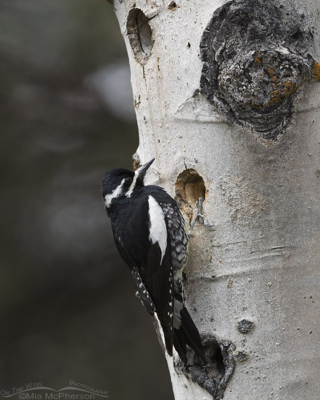 Male Williamson's Sapsucker on a tree with three nesting cavities showing, Targhee National Forest, Clark County, Idaho