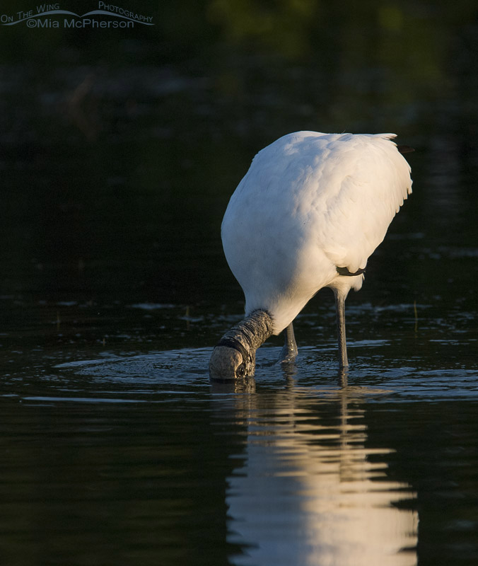 Wood Stork feeding in the first light of the day, Fort De Soto County Park, Pinellas County, Florida