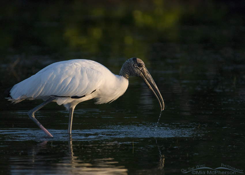 Wood Stork in a dark lagoon, Fort De Soto County Park, Pinellas County, Florida