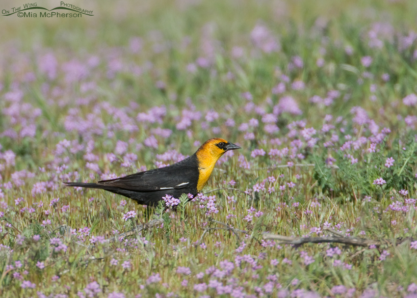 Male Yellow-headed Blackbird in a field of wildflowers, Antelope Island State Park, Davis County, Utah
