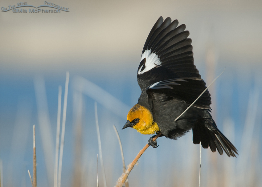 Yellow-headed Blackbird male displaying, Bear River Migratory Bird Refuge, Box Elder County, Utah