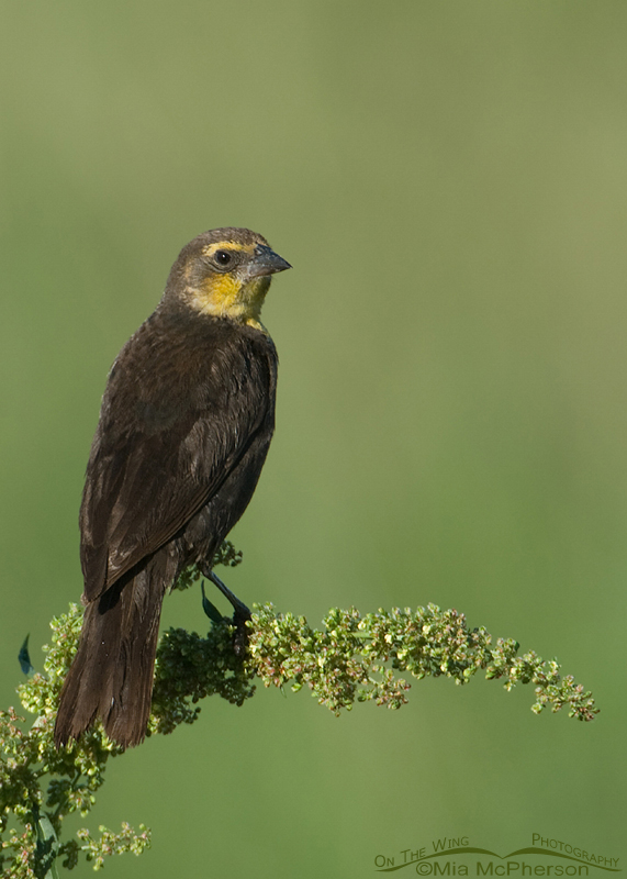 Female Yellow-headed Blackbird on Curly Dock, Farmington Bay WMA, Davis County, Utah