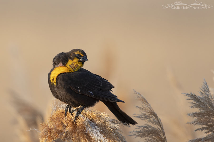 Female Yellow-headed Blackbird about to sing, Bear River Migratory Bird Refuge, Box Elder County, Utah