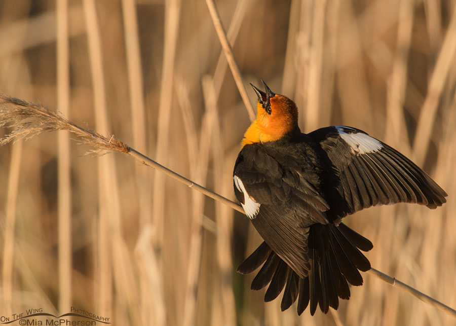 Displaying male Yellow-headed Blackbird in morning light, Bear River Migratory Bird Refuge, Box Elder County, Utah