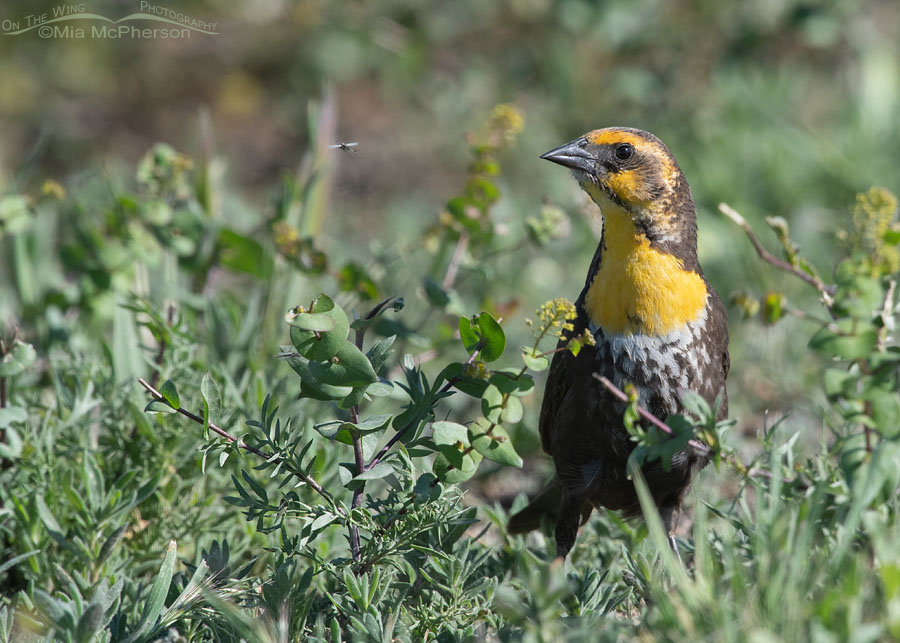 Female Yellow-headed Blackbird foraging on the ground, Bear River Migratory Bird Refuge, Box Elder County, Utah