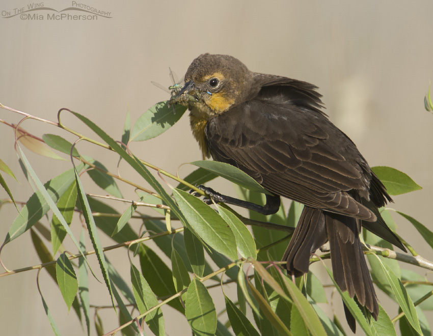 Female Yellow-headed Blackbird with food for her chicks perched in a Willow at Farmington Bay WMA