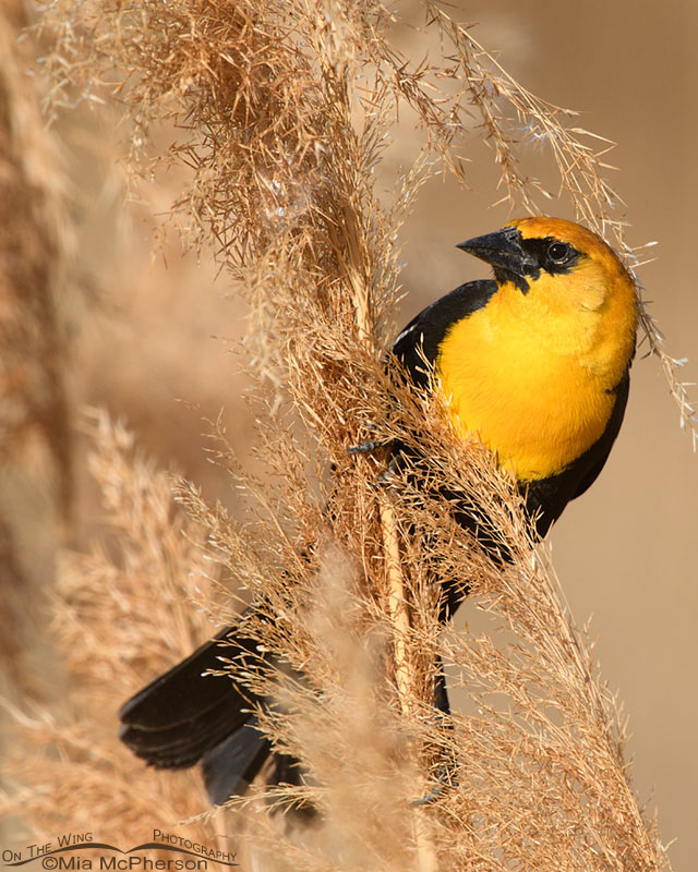 Spring Yellow-headed Blackbird male, Bear River Migratory Bird Refuge, Box Elder County, Utah