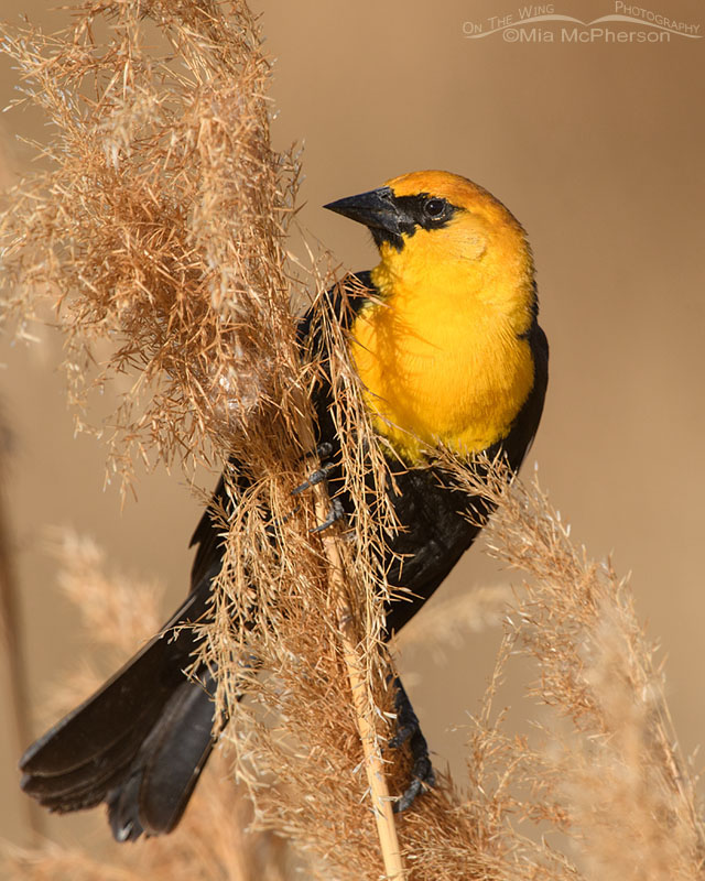 Male Yellow-headed Blackbird on an April morning, Bear River Migratory Bird Refuge, Box Elder County, Utah