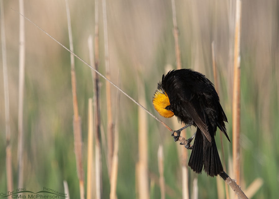 Yellow-headed Blackbird male preening on a cattail, Bear River Migratory Bird Refuge, Box Elder County, Utah