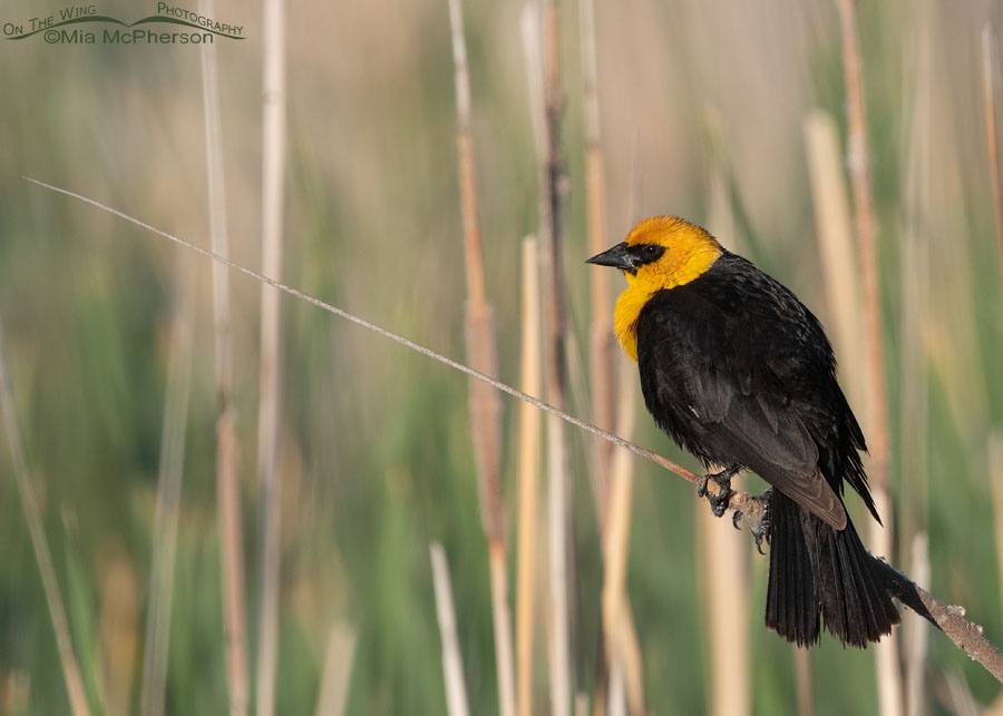 Male Yellow-headed Blackbird perched on a cattail in early morning light, Bear River Migratory Bird Refuge, Box Elder County, Utah