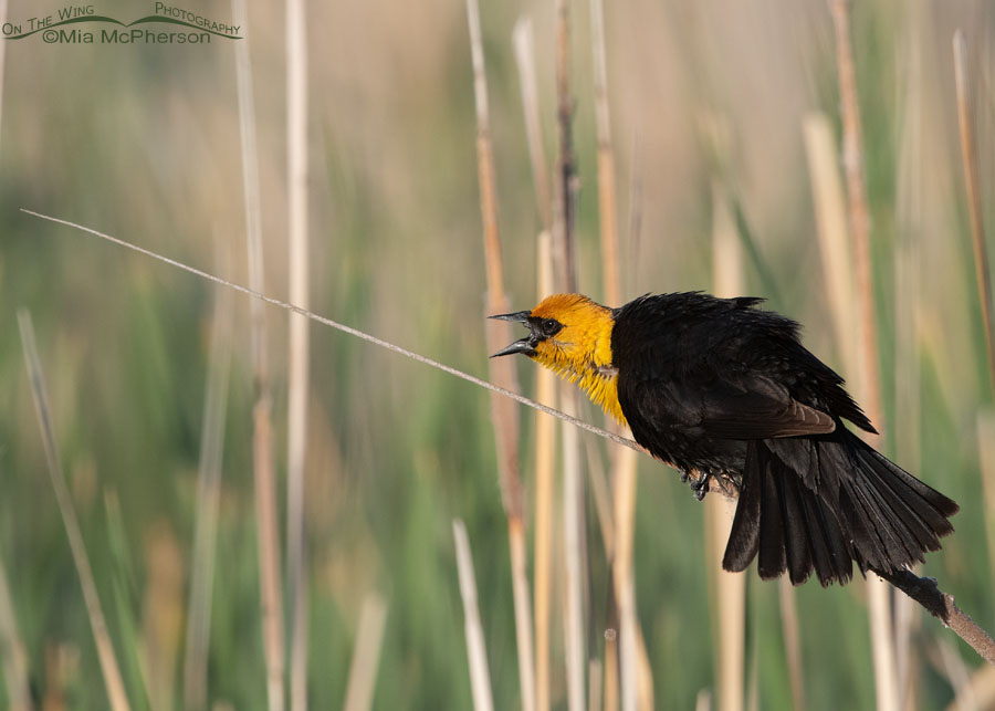 Male Yellow-headed Blackbird calling from a cattail in the marsh, Bear River Migratory Bird Refuge, Box Elder County, Utah