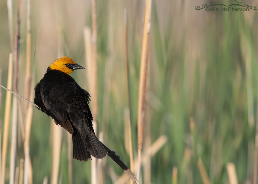Back view of a male Yellow-headed Blackbird on a cattail, Bear River Migratory Bird Refuge, Box Elder County, Utah