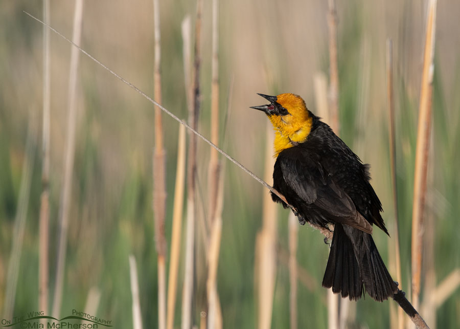Male Yellow-headed Blackbird displaying on a cattail, Bear River Migratory Bird Refuge, Box Elder County, Utah