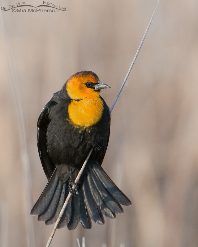 Male Yellow-headed Blackbird displaying on a leaning cattail, Bear River Migratory Bird Refuge, Box Elder County, Utah
