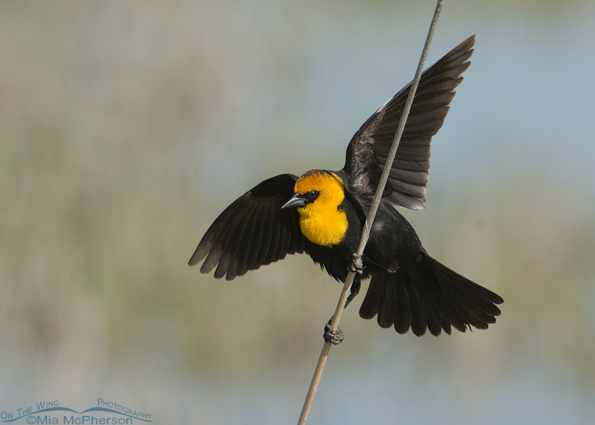 Male Yellow-headed Blackbird displaying, Bear River Migratory Bird Refuge, Box Elder County, Utah