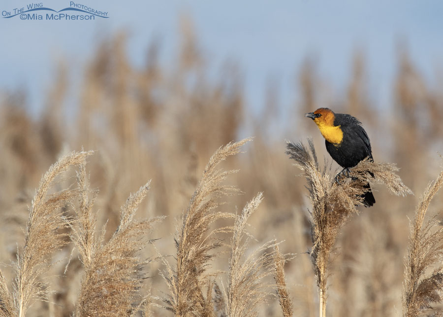 Male Yellow-headed Blackbird on the last day of winter, Bear River Migratory Bird Refuge, Box Elder County, Utah