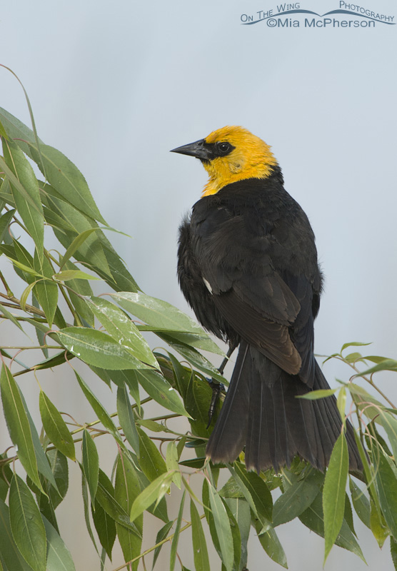 Male Yellow-headed Blackbird on a willow, Farmington Bay WMA, Davis County, Utah
