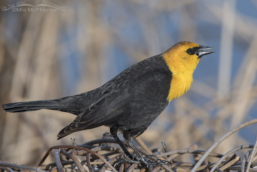Yellow-headed Blackbird male calling up close, Bear River Migratory Bird Refuge, Box Elder County, Utah