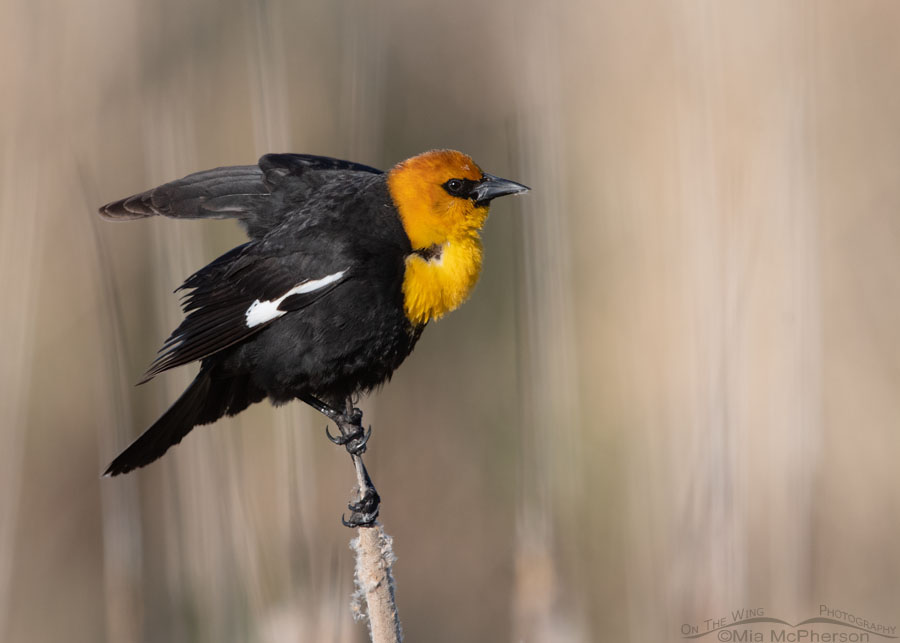 Yellow-headed Blackbird male displaying in the marsh at Bear River MBR, Box Elder County, Utah