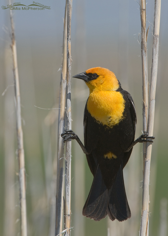 Spread Eagle Yellow-headed Blackbird male, Bear River Migratory Bird Refuge, Box Elder County, Utah