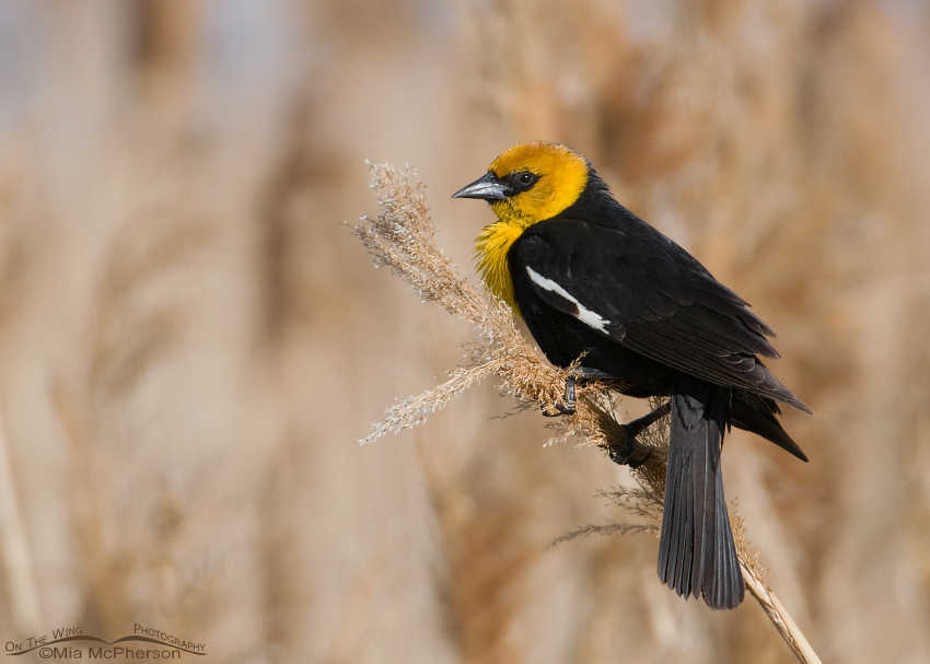 Male Yellow-headed Blackbird bobbing around in the wind, Bear River Migratory Bird Refuge, Box Elder County, Utah
