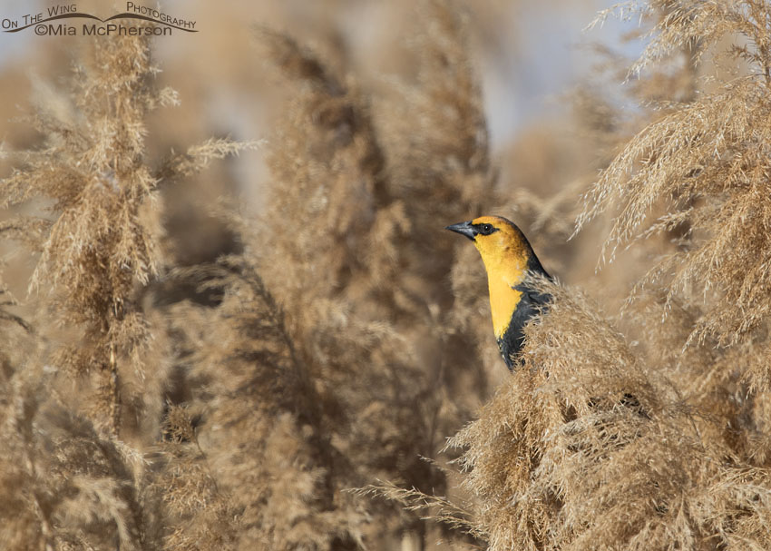 Springtime Yellow-headed Blackbird, Bear River Migratory Bird Refuge, Box Elder County, Utah