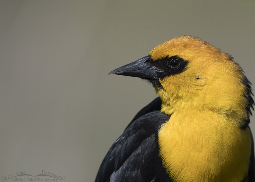 Male Yellow-headed Blackbird close up at Farmington Bay WMA, Davis County, Utah