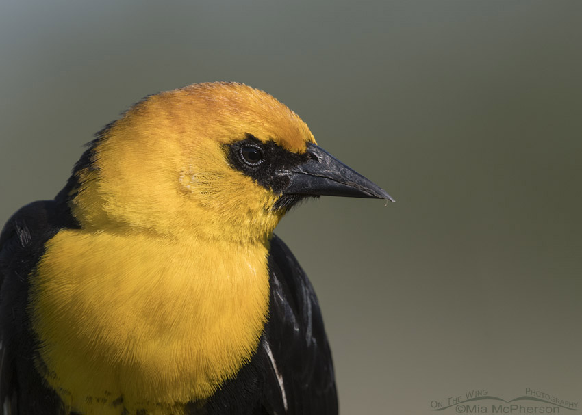 Male Yellow-headed Blackbird portrait at Farmington Bay WMA, Davis County, Utah