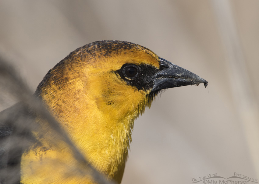 Male Yellow-headed Blackbird portrait, Bear River Migratory Bird Refuge, Box Elder County, Utah