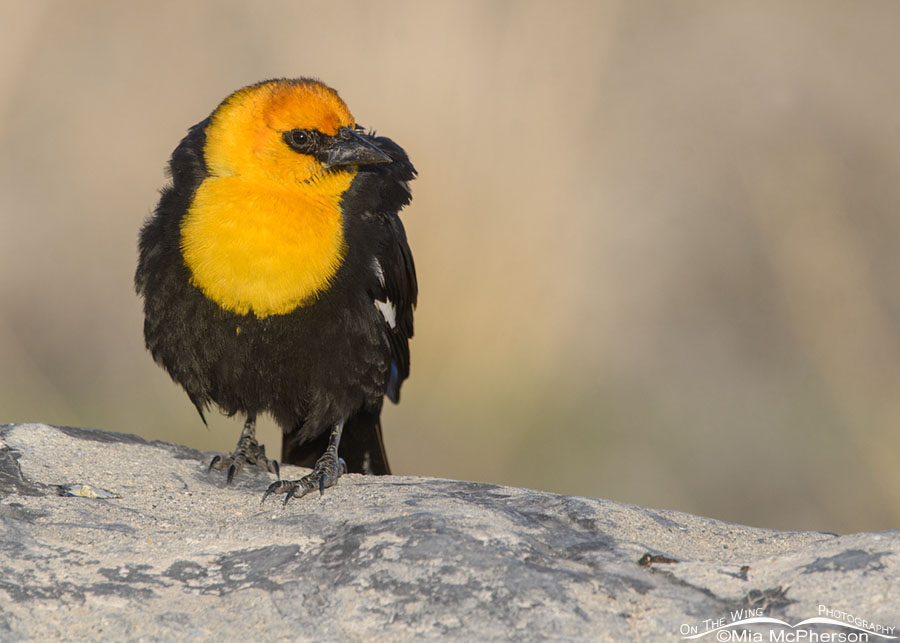 Male Yellow-headed Blackbird resting on a rock, Bear River Migratory Bird Refuge, Box Elder County, Utah