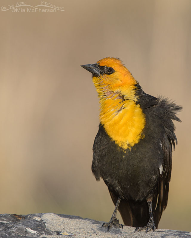 Male Yellow-headed Blackbird at the end of his song, Bear River Migratory Bird Refuge, Box Elder County, Utah