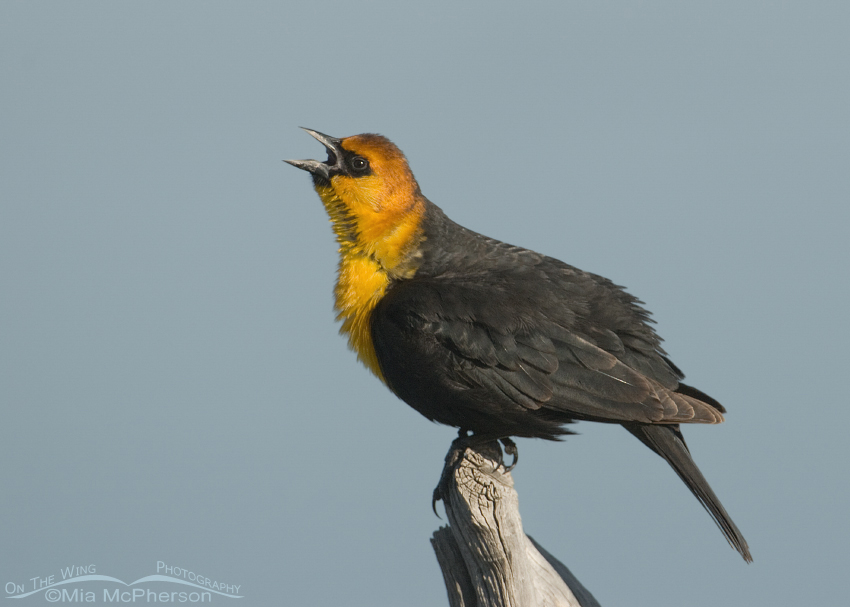 Yellow-headed Blackbird singing on old fence post, Farmington Bay WMA, Davis County, Utah