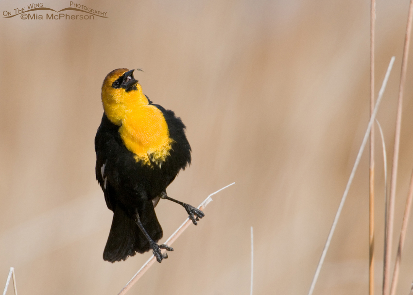 Yellow-headed Blackbird male about to grab a midge from the air, Bear River Migratory Bird Refuge, Box Elder County, Utah