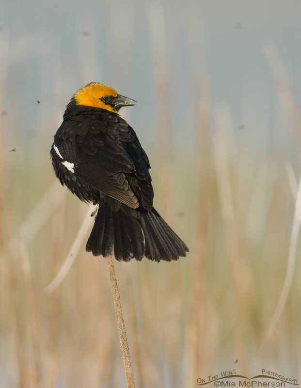 Male Yellow-headed Blackbird with midges, Bear River Migratory Bird Refuge, Box Elder County, Utah