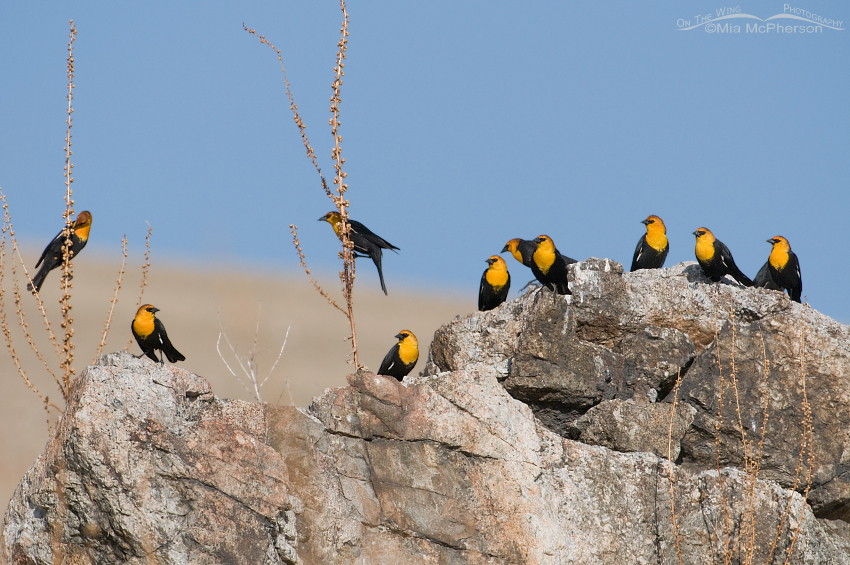 Flock of male Yellow-headed Blackbirds on Antelope Island, Antelope Island State Park, Davis County, Utah