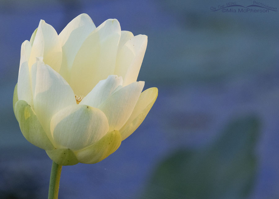 Glowing American Lotus in morning light, Sequoyah National Wildlife Refuge, Oklahoma