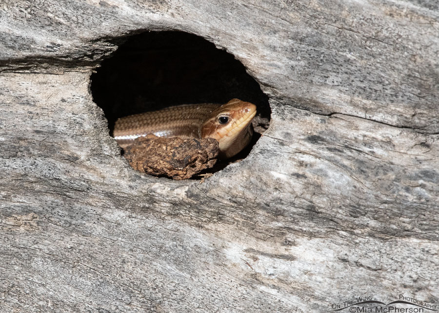 Common Five-lined Skink in a hidey hole, Sequoyah National Wildlife Refuge, Oklahoma