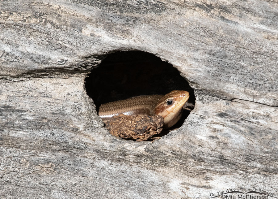 Adult Common Five-lined Skink in a hole in a log, Sequoyah National Wildlife Refuge, Oklahoma