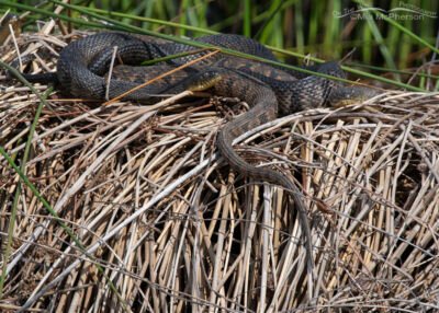 Diamondback Watersnake Images - Mia McPherson's On The Wing Photography