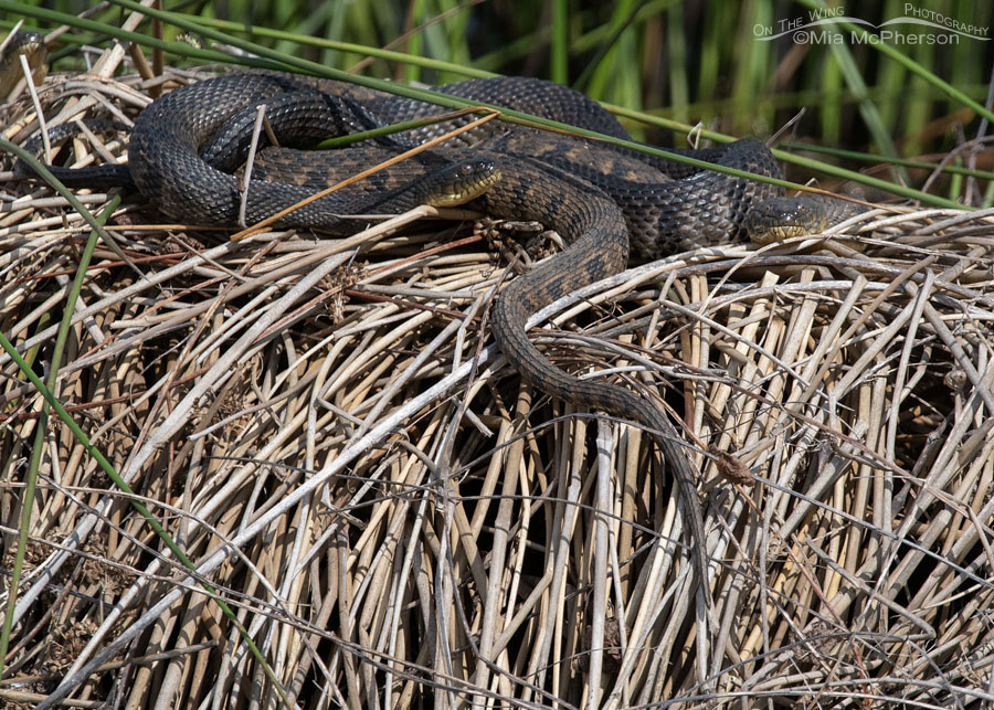 Two sunning Diamondback Watersnakes, Sequoyah National Wildlife Refuge, Oklahoma