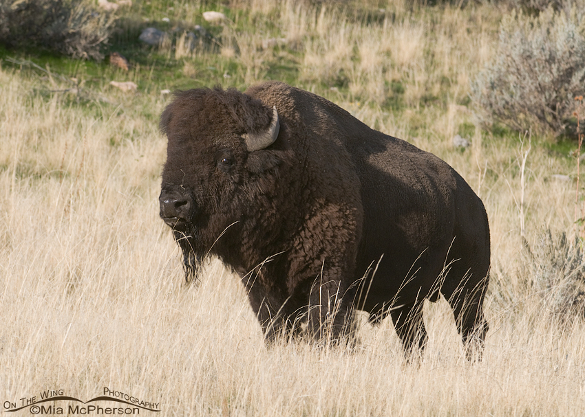 Bison Bull in Autumn grasses, Antelope Island State Park, Davis County, Utah