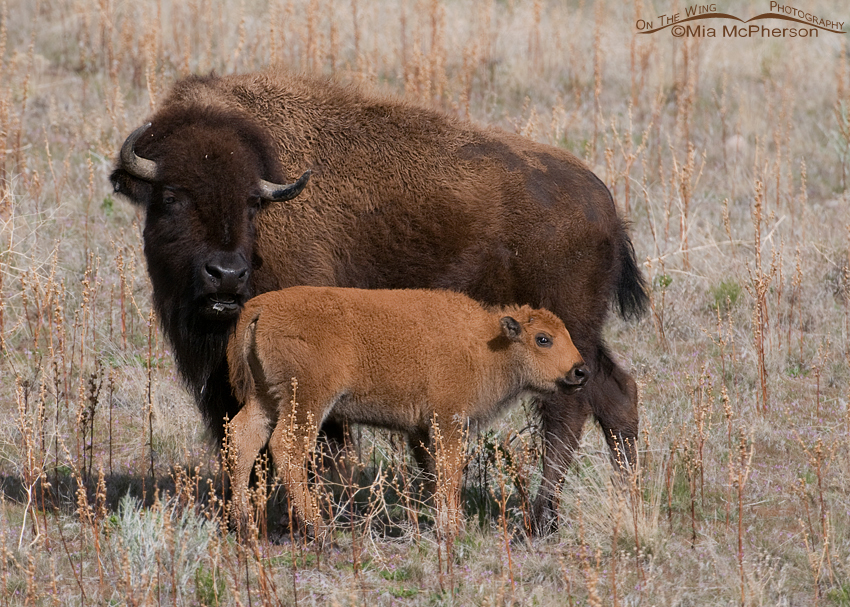 American Bison cow and young calf, Antelope Island State Park, Davis County, Utah