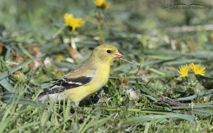 Female American Goldfinch eating dandelion seeds, Wasatch Mountains, Morgan County, Utah
