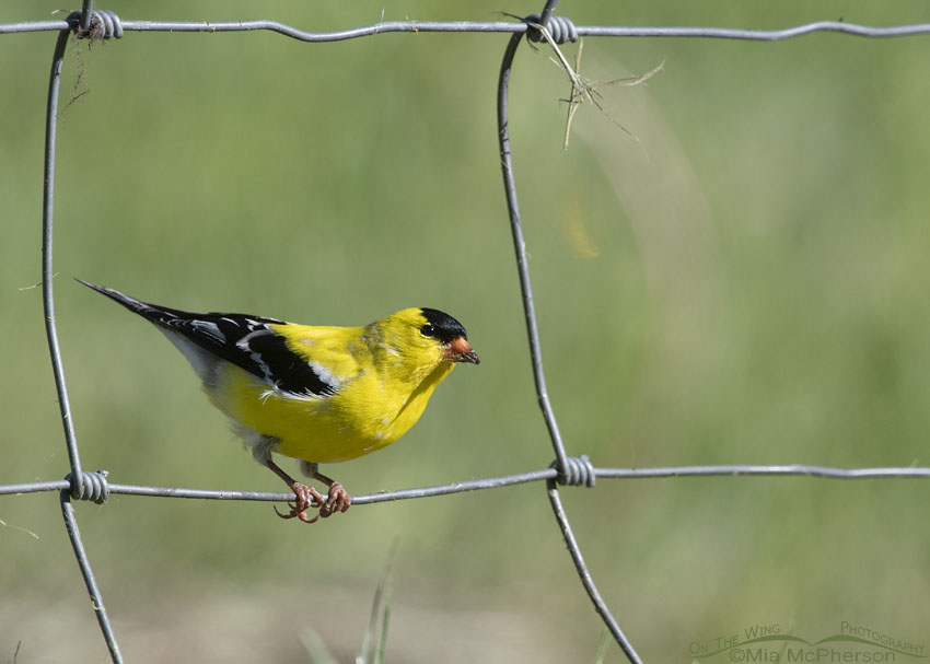 American Goldfinch male perched on a fence, Wasatch Mountains, Morgan County, Utah