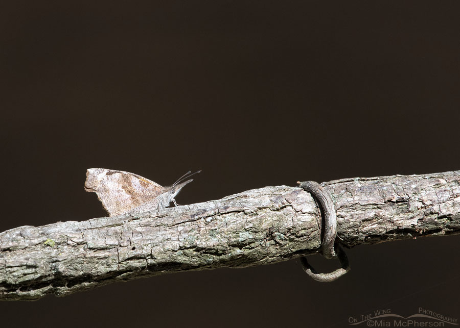 American Snout Butterfly in Arkansas, Sebastian County, Arkansas