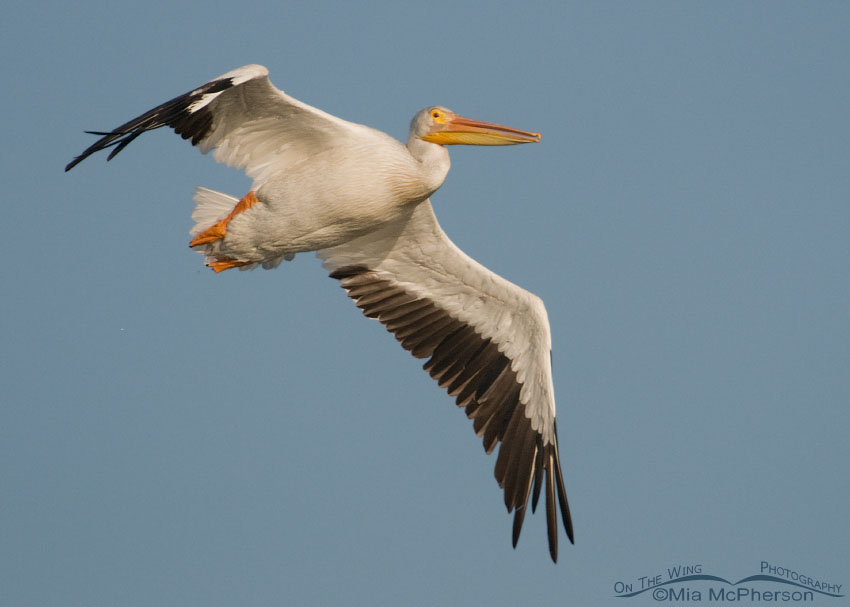 American White Pelican flying past, Bear River Migratory Bird Refuge, Box Elder County, Utah