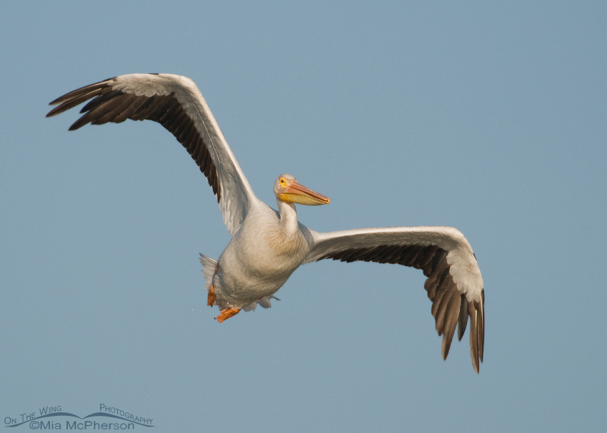 Look at that wingspan - American White Pelican, Bear River Migratory Bird Refuge, Box Elder County, Utah